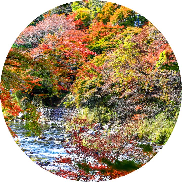 Korankei Gorge Autumn Light-Up and Obara Shikizakura Festival Tour from Nagoya
