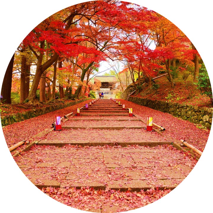 Kyoto Fall Leaves Viewing with Lunch at Bishamondo Temple (Nov 21-Dec 1, 2019)