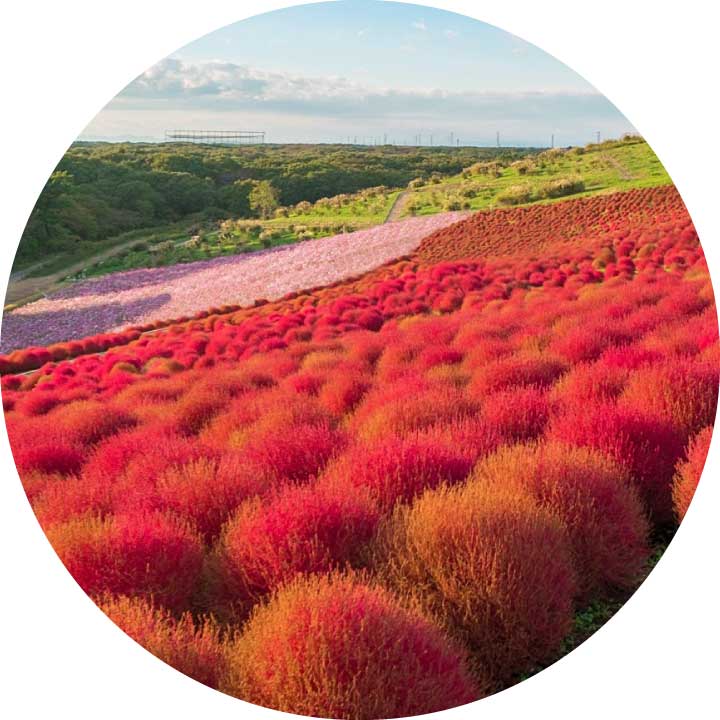 Top Day Trips from Tokyo - Hitachi Seaside Park