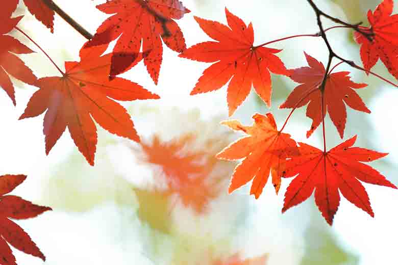 Fall-related Japanese Words