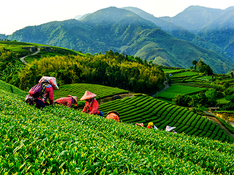 台湾 台湾地方都市 出発の観光・オプショナルツアーはこちらから。